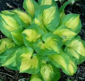 Bohyška - Hosta DANCE WITH ME