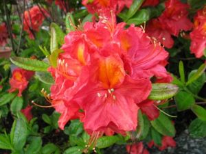 Pěnišník velkokvětý JUANITA