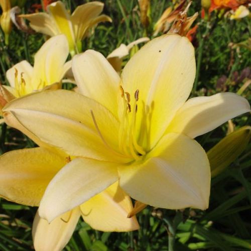 Denivka zahradní SUMMER SPLENDOR