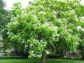 Catalpa BIGNONIOIDES