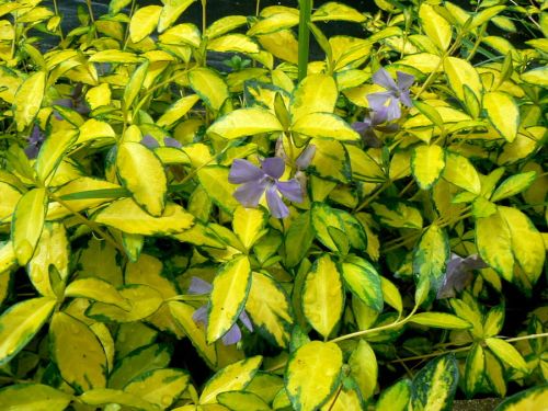 Barvínek menší  ILLUMINATION