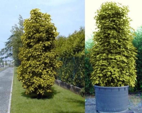 Javor žlutý SLOUPOVITÝ