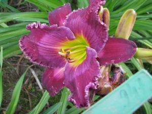 Denivka zahradní FORTUNE TELLER