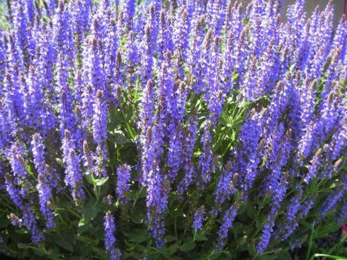 Šalvěj hajní BLUE FIELD