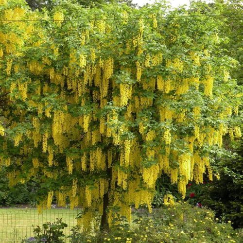 Štědřenec LABURNUM WATEREEI