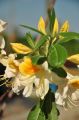 Azalia wielkokwiatowa GOLDEN FLARE