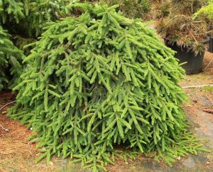 Smrk ztepilý FORMANEK na parezu