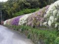 Wisteria Kwiecista LUDWIK LAWIN