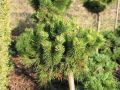 Sosna górska KOSTELNICEK