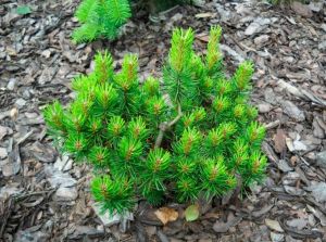 Borovice BANSKA STIAVNICA štěpená