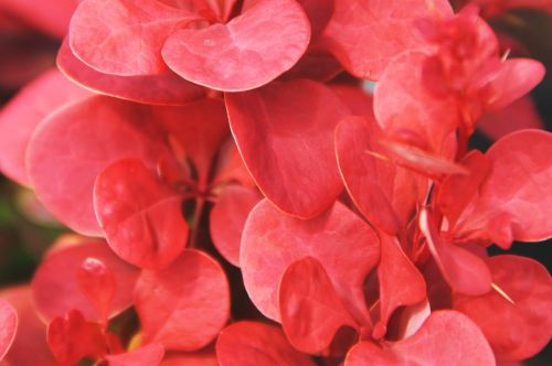 Dřišťál Thunberga FLORENCE