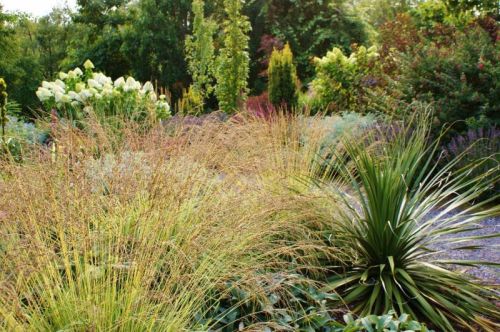 TRÁVA Bezkolenec modrý Molinia VARIEGATA