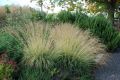 TRAWA Trzęślica modra Molinia VARIEGATA