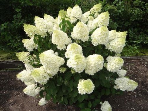 Hortenzie latnatá SILVER DOLLAR