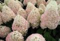 Hortensja bukietowa SWEET SUMMER