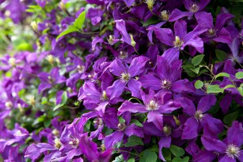 Plamének  CLEMATIS Polish Spirit