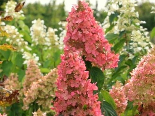 Hortenzie latnatá PINK LADY