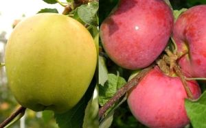 Jabloň DUO - GENEVA EARLY a GOLDEN DELICIOUS