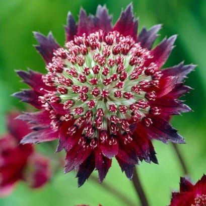 Jarmanka Moulin Rouge