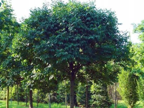 Javor STŘÍBRNÝ štěpený