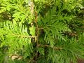 Thuja KÓRNIK