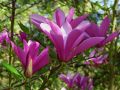 Magnolia RANDY
