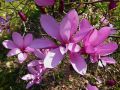 Magnolia RANDY