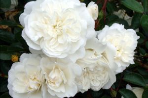  Růže půdopokryvná BÍLÁ