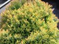 THUJA ŻYWOTNIK ZACHODNI ANNIEK