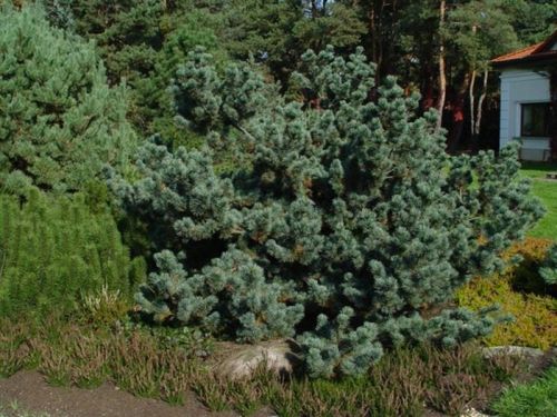 Borovice kleč  NEGISHI