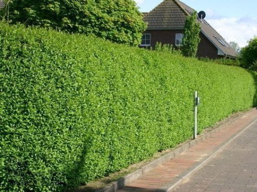 Ptačí zob obecný 120 cm