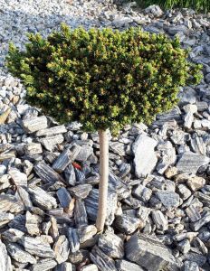 Smrk ztepilý VAN BEMELL'S DWARF štěpený