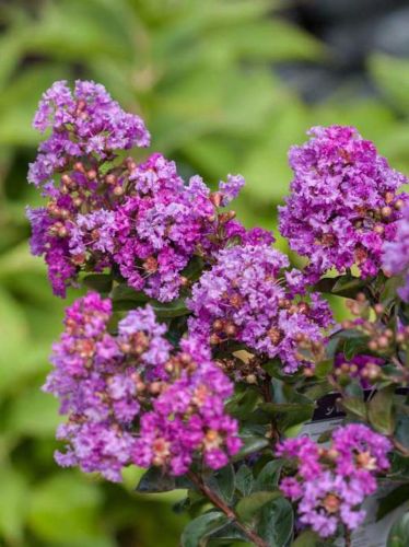 Krepová myrta VIOLET FILLI