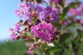 Lagerstroemia indyjska VIOLET FILLI