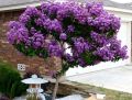 Lagerstroemia indyjska VIOLET FILLI