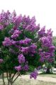 Lagerstroemia indyjska VIOLET FILLI