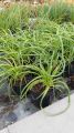 Trytoma groniasta LIMELIGHT