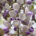 Wisteria Tivertone