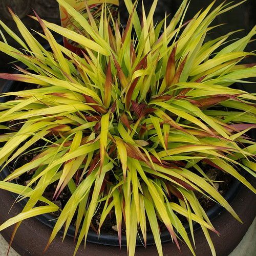 Tráva Hakonechloa SUNFLARE