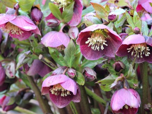 Čemeřice východní