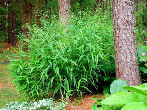 Tráva Plochoklásek ozdobný