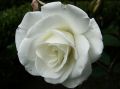 Róża wielkokwiatowa VIRGO