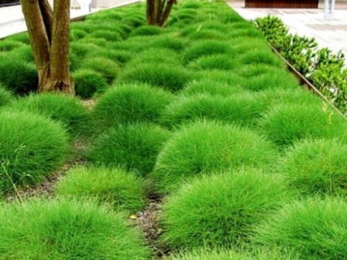 Kostřava GAUTIERA - Medvědí kožešina