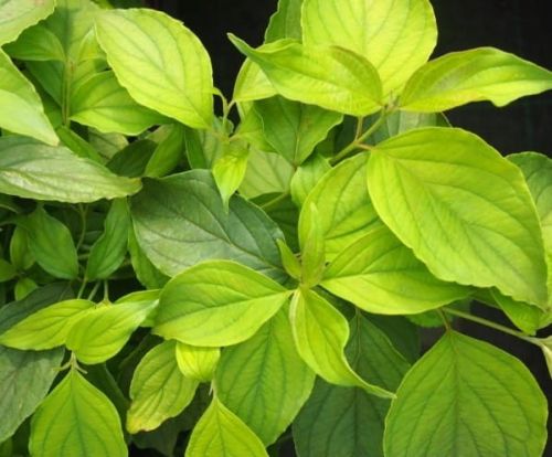 Cornus sericea FLAVIRAMEA