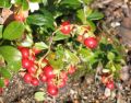 Borówka brusznica RED PEARL