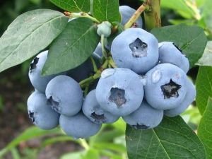 Kanadská borůvka BLUEGOLD - Multiplat
