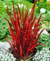 Trawa Imperata RED BARON 3