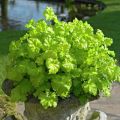 Żurawka LIME RUFFLES