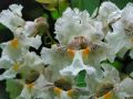Catalpa BIGNONIOIDES