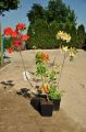 Azalia wielkokwiatowa GOLDEN FLARE